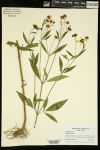 Coreopsis tripteris image