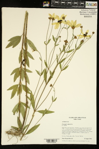 Coreopsis tripteris image