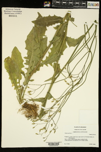 Crepis pulchra image