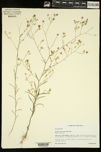Croptilon divaricatum image