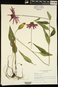 Echinacea purpurea image