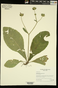 Elephantopus tomentosus image