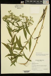 Eupatorium altissimum image