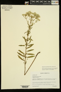 Eupatorium semiserratum image