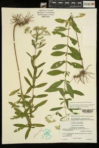 Eupatorium semiserratum image