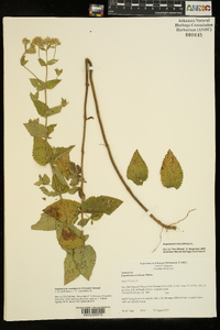 Eupatorium cordigerum image