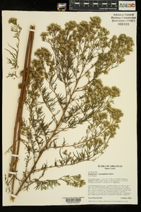 Eupatorium x pinnatifidum image