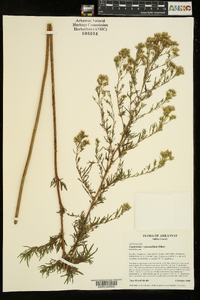 Eupatorium x pinnatifidum image