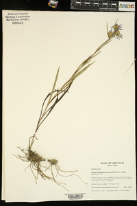 Eurybia hemispherica image