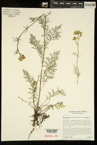 Hymenopappus scabiosaeus image