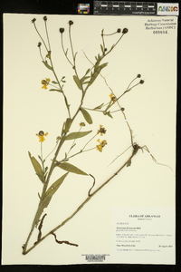 Helenium flexuosum image