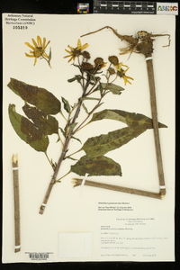 Helianthus grosseserratus image