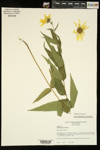 Helianthus hirsutus image