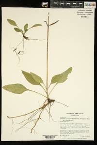 Helianthus occidentalis image