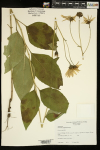 Helianthus silphioides image