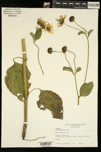 Helianthus silphioides image