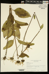 Helianthus silphioides image