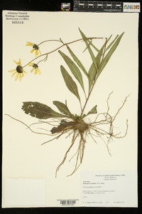 Helianthus simulans image