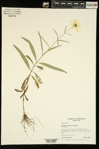 Helianthus simulans image