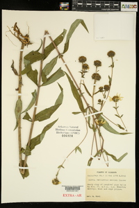 Image of Helianthus smithii