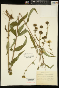 Helianthus smithii image