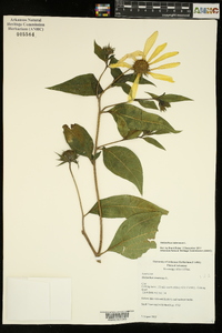 Helianthus tuberosus image