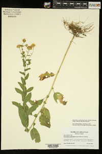 Heterotheca subaxillaris subsp. latifolia image