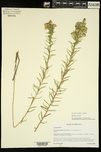 Ionactis linariifolia image