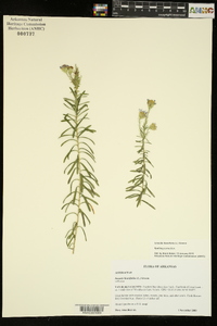 Ionactis linariifolia image