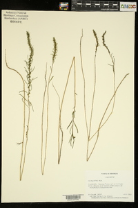 Iva angustifolia image