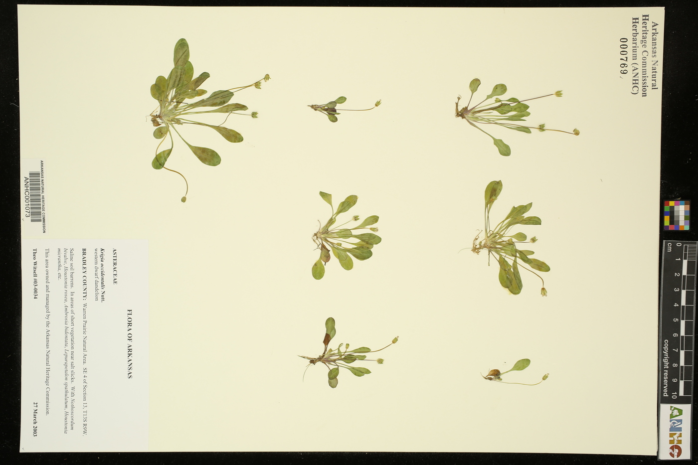 Krigia occidentalis image