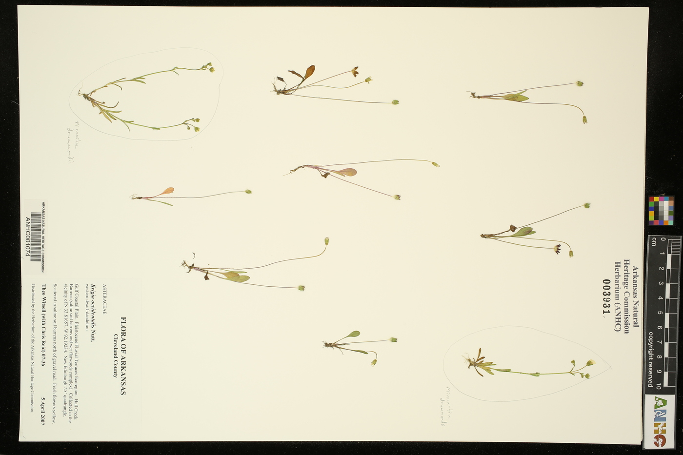Krigia occidentalis image