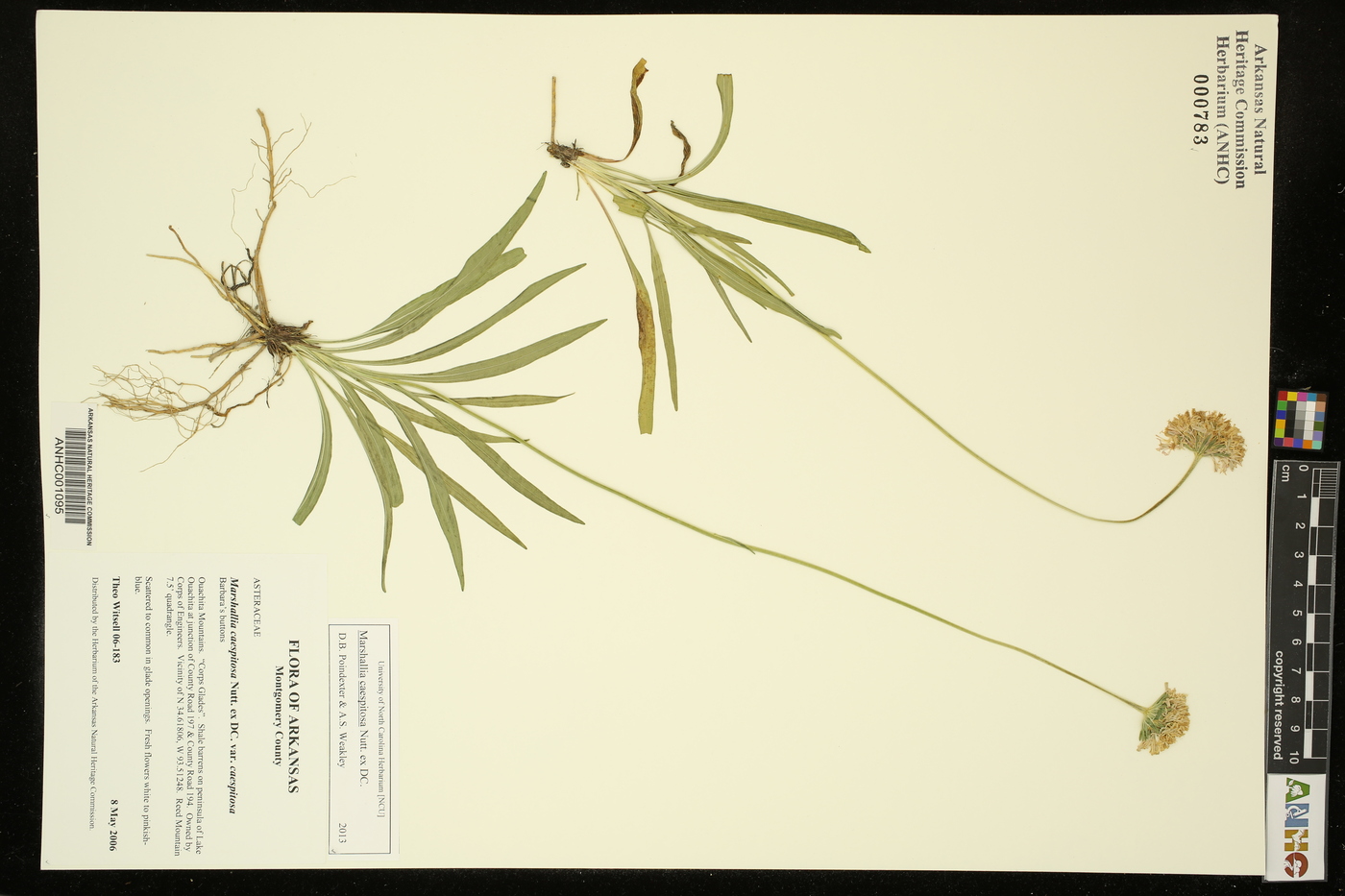 Marshallia caespitosa image