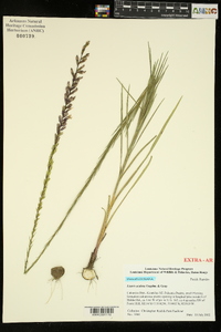 Liatris acidota image