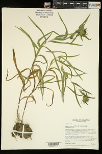 Liatris compacta image