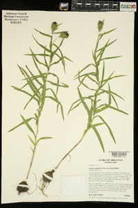 Liatris compacta image