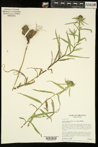 Liatris compacta image