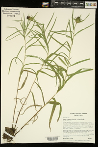 Liatris compacta image