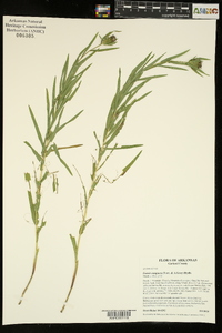 Liatris compacta image