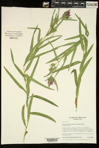 Liatris compacta image