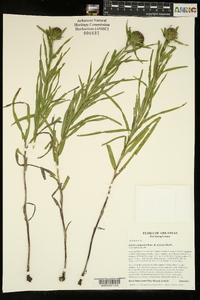 Liatris compacta image