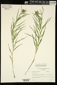 Liatris compacta image