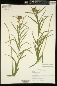 Liatris compacta image