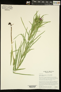 Liatris compacta image