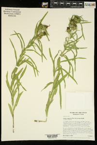 Liatris compacta image