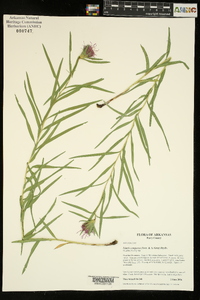 Liatris compacta image