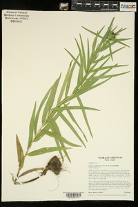 Liatris compacta image