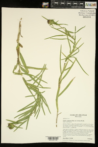 Liatris compacta image