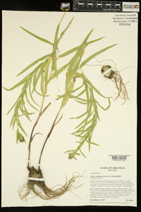 Liatris compacta image