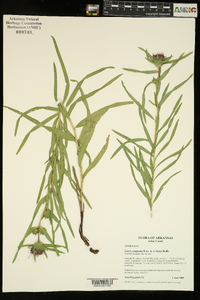 Liatris compacta image